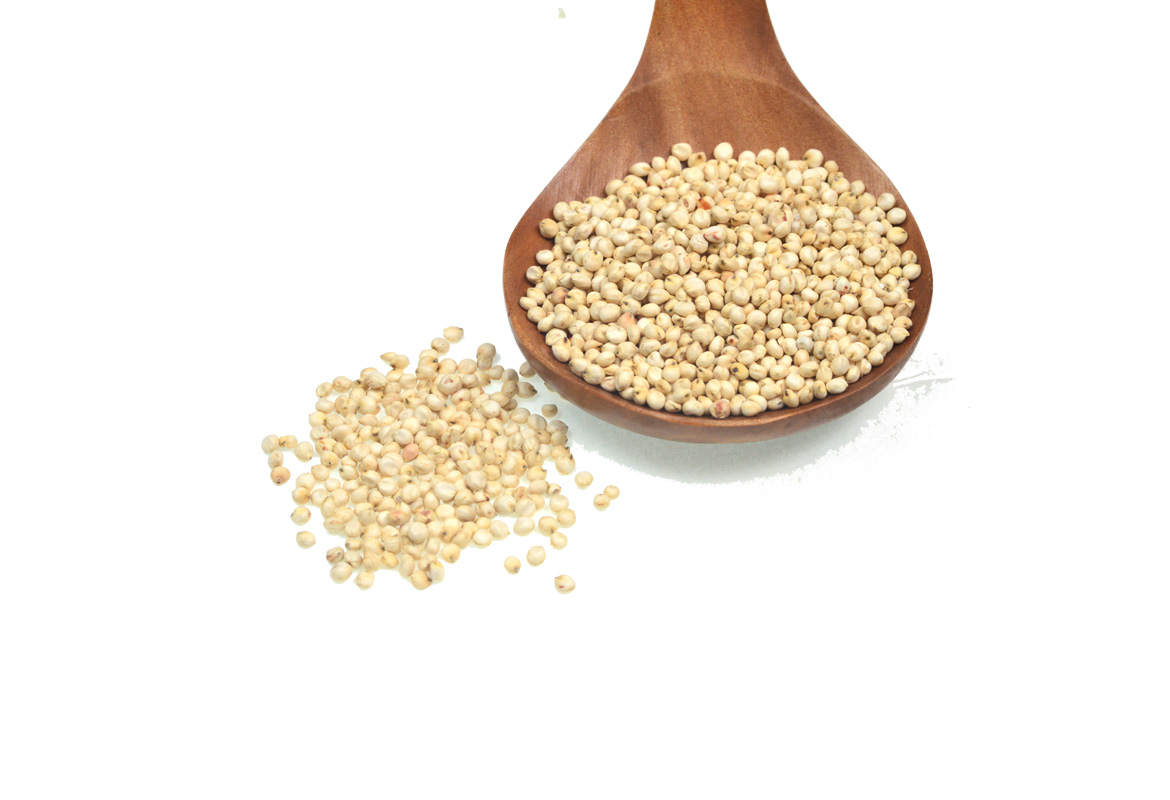 Sorghum