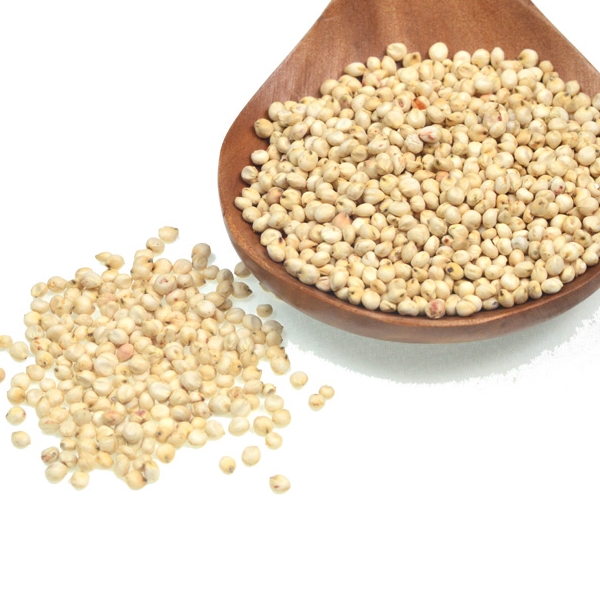 Sorghum